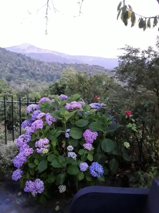 Petit Coin De Paradis Évisa Kültér fotó
